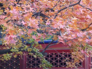 Maple tree infront of temple